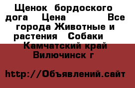 Щенок  бордоского  дога. › Цена ­ 60 000 - Все города Животные и растения » Собаки   . Камчатский край,Вилючинск г.